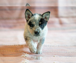 Small Photo #34 Cowboy Corgi Puppy For Sale in HOPKINSVILLE, KY, USA