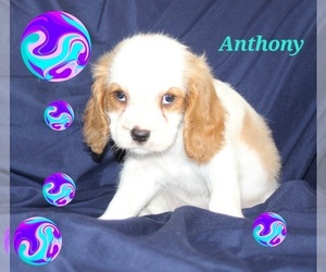 Cavalier King Charles Spaniel Puppy for sale in BROOKSVILLE, FL, USA