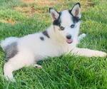 Small Photo #8 Pomsky Puppy For Sale in RAYMOND, WA, USA