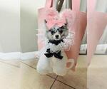 Small #4 Pomeranian
