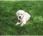 Small #4 Golden Retriever
