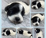 Small Photo #1 Zuchon Puppy For Sale in HOHENWALD, TN, USA
