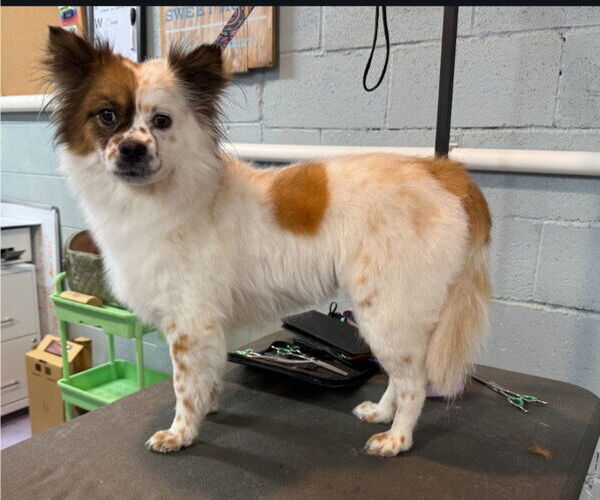 Medium Photo #2 Paperanian Puppy For Sale in Lexington Park, MD, USA