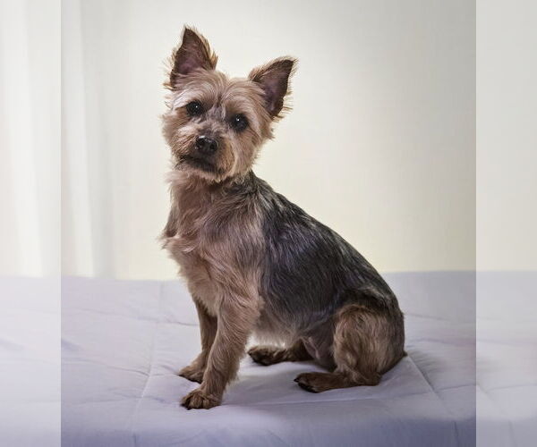 Medium Photo #1 Mutt Puppy For Sale in Allentown,, PA, USA