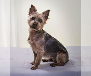 Mutt Dogs for adoption in Allentown,, PA, USA