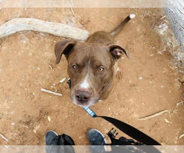 Medium Photo #1 Labrador Retriever-Unknown Mix Puppy For Sale in Las Vegas, NV, USA