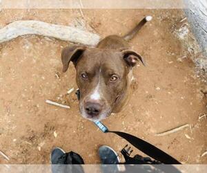 Labrador Retriever-Unknown Mix Dogs for adoption in Las Vegas, NV, USA