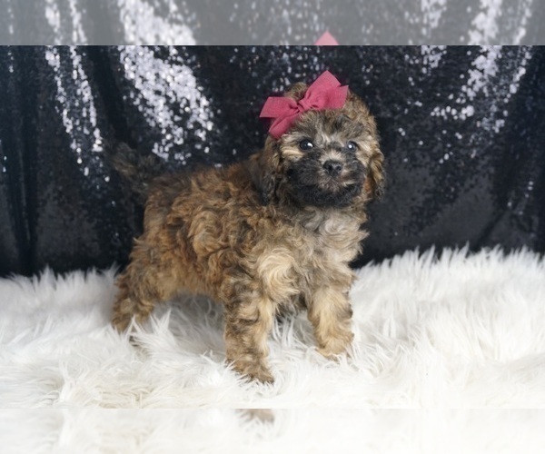 Medium Photo #106 Poodle (Miniature) Puppy For Sale in WARSAW, IN, USA