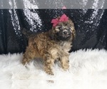 Small #3 Poodle (Miniature)