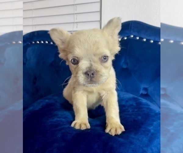 Medium Photo #25 French Bulldog Puppy For Sale in DALLAS, TX, USA