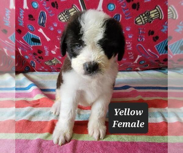 Medium Photo #1 Saint Berdoodle Puppy For Sale in BERESFORD, SD, USA