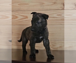 Dutch Shepherd Dog Puppy for sale in MOODY, AL, USA