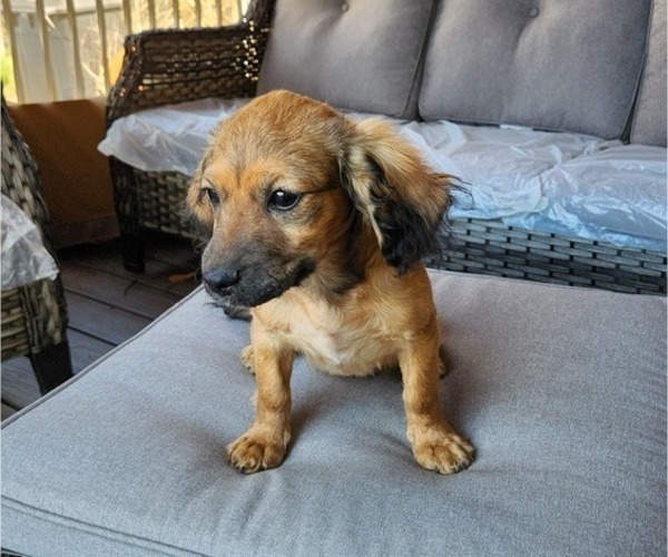 Medium Photo #1 Cavachon-Cavapoo Mix Puppy For Sale in HAMPTON, VA, USA