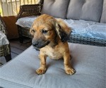 Small Photo #1 Cavachon-Cavapoo Mix Puppy For Sale in HAMPTON, VA, USA
