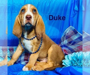 Bloodhound Litter for sale in LEXINGTON, OK, USA