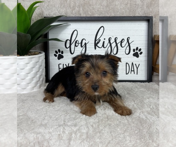 Medium Photo #1 Yorkshire Terrier Puppy For Sale in FRANKLIN, IN, USA
