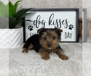 Yorkshire Terrier Puppy for sale in FRANKLIN, IN, USA
