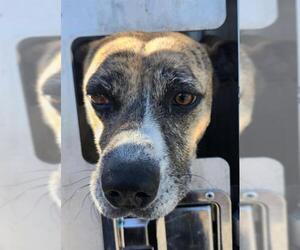 American Staffordshire Terrier Dogs for adoption in San Antonio, TX, USA