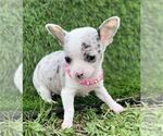 Puppy Puppy 4 Chihuahua