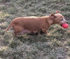 Mother of the Dachshund puppies born on 01/27/2025