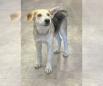 Small #9 German Shepherd Dog Mix