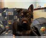 Small Photo #8 German Shepherd Dog Puppy For Sale in STACY, MN, USA