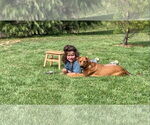 Small Photo #7 Mutt Puppy For Sale in Germantown, OH, USA