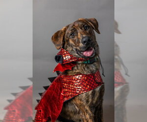 Labrador Retriever-Unknown Mix Dogs for adoption in Ames, IA, USA