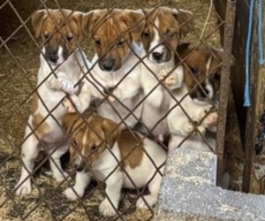 Jack Russell Terrier Puppy for sale in MIDDLEBORO, MA, USA