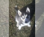 Small Photo #1 Siberian Husky Puppy For Sale in LAKE ARIEL, PA, USA