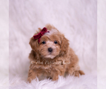 Small Photo #58 Maltipoo (Miniature) Puppy For Sale in WARSAW, IN, USA