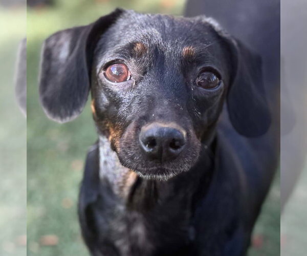 Medium Photo #3 Chiweenie Puppy For Sale in La Verne, CA, USA