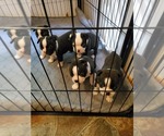 Small Photo #1 Boston Terrier Puppy For Sale in GORHAM, NH, USA