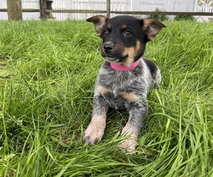 Australian Cattle Dog Puppy for sale in GAP, PA, USA