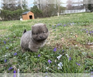 Chow Chow Puppy for sale in MORRISTOWN, TN, USA