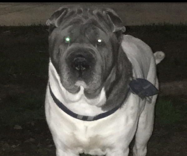 Medium Photo #1 Chinese Shar-Pei Puppy For Sale in CARTERSVILLE, GA, USA
