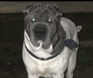 Father of the Chinese Shar-Pei puppies born on 09/29/2025