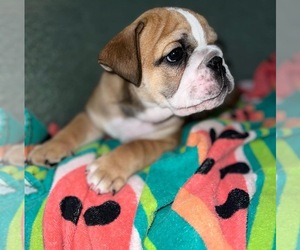 English Bulldog Puppy for Sale in DECATUR, Georgia USA