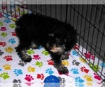 Small #8 Schnoodle (Miniature)