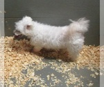 Small Photo #2 Maltese Puppy For Sale in CARROLLTON, GA, USA