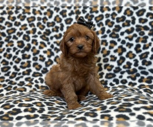 Cavapoo Puppy for Sale in LAKELAND, Florida USA