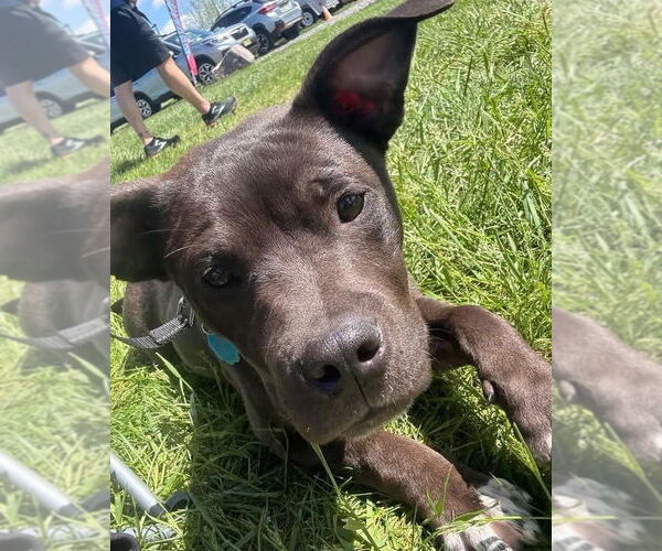 Medium Photo #3 American Pit Bull Terrier-American Staffordshire Terrier Mix Puppy For Sale in Wenonah, NJ, USA