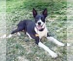 Small #18 Border Collie Mix