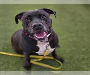 Mutt Dogs for adoption in Las Vegas, NV, USA