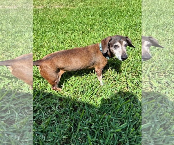 Medium Photo #2 Dachshund Puppy For Sale in New Smyrna Beach, FL, USA