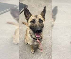 Mutt Dogs for adoption in HESPERIA, CA, USA