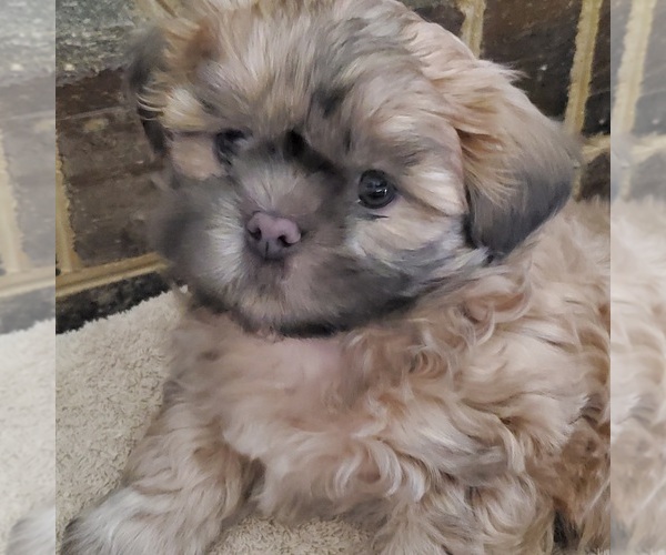 Medium Photo #1 Shih Tzu Puppy For Sale in MIDLAND, NC, USA