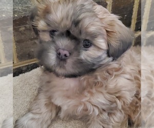 Shih Tzu Puppy for sale in MIDLAND, NC, USA