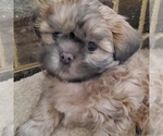 Small Photo #1 Shih Tzu Puppy For Sale in MIDLAND, NC, USA