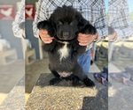 Small #2 Newfoundland